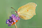 Photograph Gonepteryx rhamn by Marco Milanesi on 500px