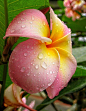缅栀花：又称鸡蛋花，属夹竹桃科缅栀属植物之一。缅栀属全球约有50种。一般作观赏用途。可提取香精供制造高级化妆品、香皂和食品添加剂之用，夏威夷女孩则会将缅栀花串成花环