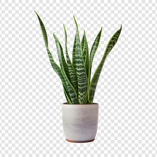 Snake plant sansevie...
