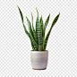 Snake plant sansevieria trifasciata png isolated on transparent background