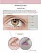 anatomy-for-sculptors-parts-of-the-hex-eye-area-for-artists-by-anatomy4sculptors.jpg (700×903)