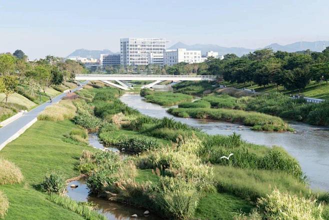 河道植物景观
