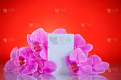 蝴蝶兰,仅一朵花,紫色,自然美,美,兰花,贺卡,水平画幅,生日,特写