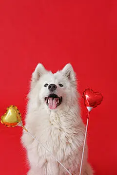 点击来源直接获取大图文件 |Cute Samoyed dog with balloons on color background. Valentine's Day celebration