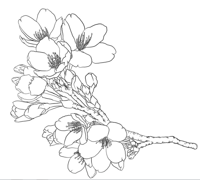 玉兰花