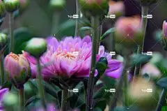 菊花 美丽的花朵 黄色花 紫色Rizantém 秋季 笔记本电脑壁纸