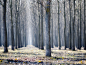 forest-serbia-xo.jpg (1600×1200)