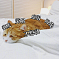 著名网黄猫日的微博_微博