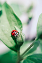 beetle-bug-insect-2338148
