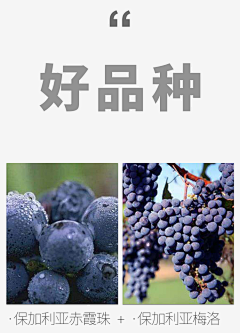 心如寒秋采集到00-wine品种