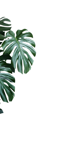 咘呐呐采集到植物素材