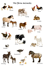 15种农场常见家畜动物图片素材