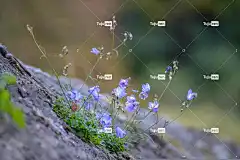 蓝色的 墙 全高清壁纸 墙上的花 石墙 花卉背景 花朵 石头