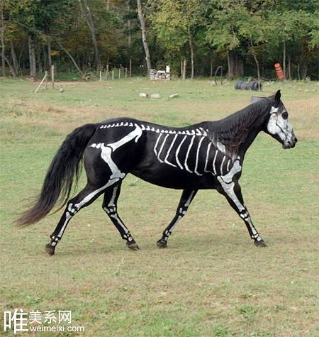 骷髅马
