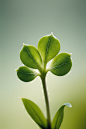 叶子发芽早春枝丫幼苗植物嫩芽摄影图图片