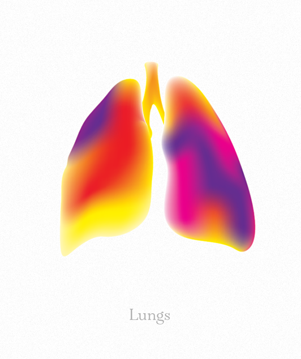 brain heart lungs st...