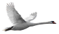鹅PNG