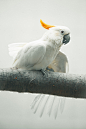 feathered-friends:

Vogel by martinteschner on Flickr.
Citron-crested Cockatoo
