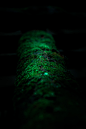 green life