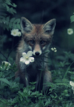 花花野兽采集到狐。傲媚。