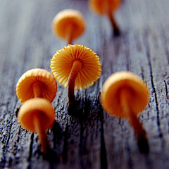 杜若蓝采集到蘑菇蘑菇你不开花