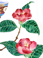 【新西兰画家Gabby Malpas青花瓷花卉水彩作品】
Mango Frooty 是陶瓷专业出身，但一直对水彩画有着浓厚的兴趣，她将自然中的植物花卉都描绘得丝丝入扣，再与富有中国特色的花瓶瓷器相搭配，竟然营造出我们所熟悉的中国味道。