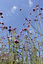 【美图分享】Ronald Wilfred Jansen的作品《Vervain in a garden in the Netherlands》 #500px# @500px社区