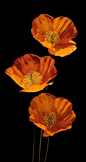 Welsh Poppies by Andrew Munro