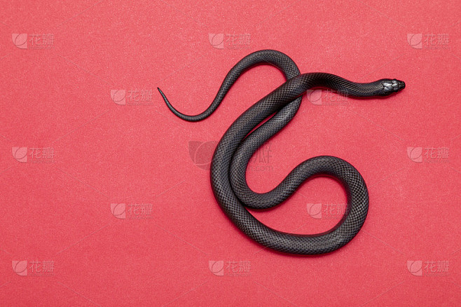 墨西哥黑王蛇(Lampropeltis getula nigrita)是较大的青色科蛇的一部分，也是