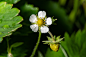 wild-strawberry-7322826_1280
