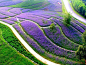 新余：马鞭草花开如“紫色海洋”（组图）-新余频道-中国江西网首页