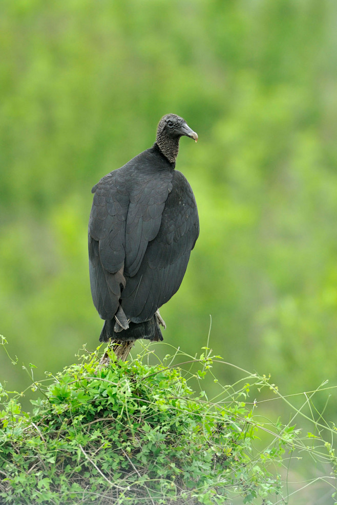 鹰形目·美洲鹫科·黑美洲鹫属：黑美洲鹫