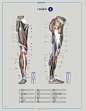 艺用人体下肢腿部结构分析
.
胯骨、臀部到腿脚特征参考
.
学习速写人物插画手绘必备 ​​​​