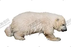 北极熊 【酷图网】北极熊,熊,北极,狗熊,浣熊,熊熊,熊科动物,食肉动物,北极熊打闹,北极熊设计,白熊,极地生物,极地,极地海洋馆,北冰洋,冰面,冰,动物园,海洋馆,北极熊壁纸,北极熊素材,北极熊背景,北极风景,北极熊特写,熊特写,动物世界