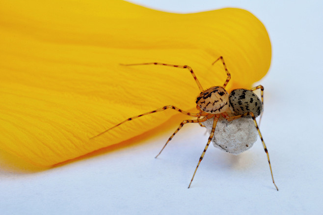 黄昏花皮蛛scytodesthoracica蛛形纲蛛形目花皮蛛科花皮蛛属又名胸斑
