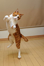 “mariusu:  turn over (by rampx)  ”: