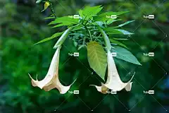 天使的喇叭 布鲁曼西亚 桌面背景 二 一起 美丽的花朵 壁纸4K