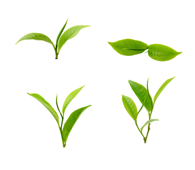 茶叶茶叶尖