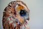 Captivating Illustrations of Owls by Artist John Pusateri : Owls, with their large yellow eyes, solitary behavior, and nocturnal habits, are incredibly fascinating creatures. Artist John Pusateri has captured the captivating gaze of these feathery friends