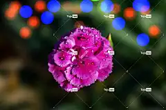 康乃馨 美丽的花朵 花 植物 花瓣 紫红色花 花壁纸 花卉背景