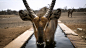 2014年10月27日消息（具体拍摄时间不详），南非36岁的药剂师Magnus Hird在一公园安装了一部摄影机，三年之内收集了数百张动物们的照片，这些有趣的照片科都是动物们的即兴发挥。
（有重复提示下！~\(≧▽≦)/~啦啦啦
葬花楼楼主◕‿◕ ：http://huaban.com/y-b-w-6-6-6-6-6-6  ）