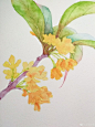 金桂，上色步骤~#水彩#古风水彩水彩手绘每日一水彩水彩花卉水彩画教程水彩过程古风水彩插画 ​​​​