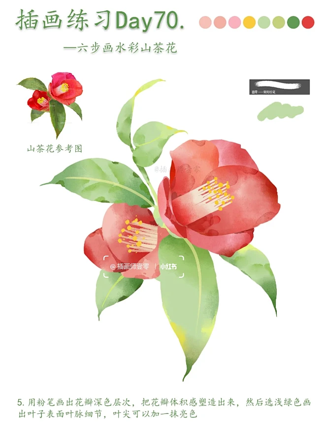 零基础插画教程｜六步画水彩山茶花~