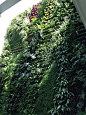 Jardin vertical muro verde