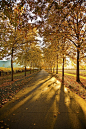 tree lined driveway in napa valley, california © Carolyn Corley Burgess: 