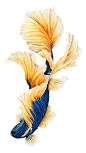 General 1080x1920 iOS Ipod iPad iPhone Siamese fighting fish fish