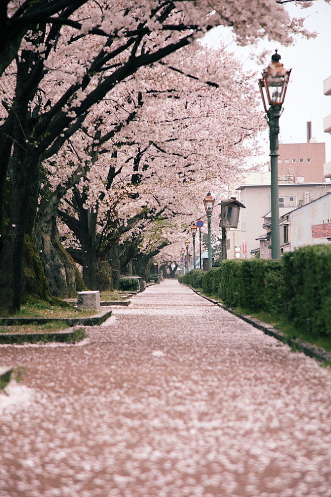 樱花