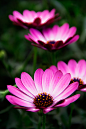 Flowers macro proyect on Behance