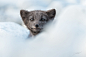 Blue fox in the Arctic