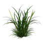 植物素材png